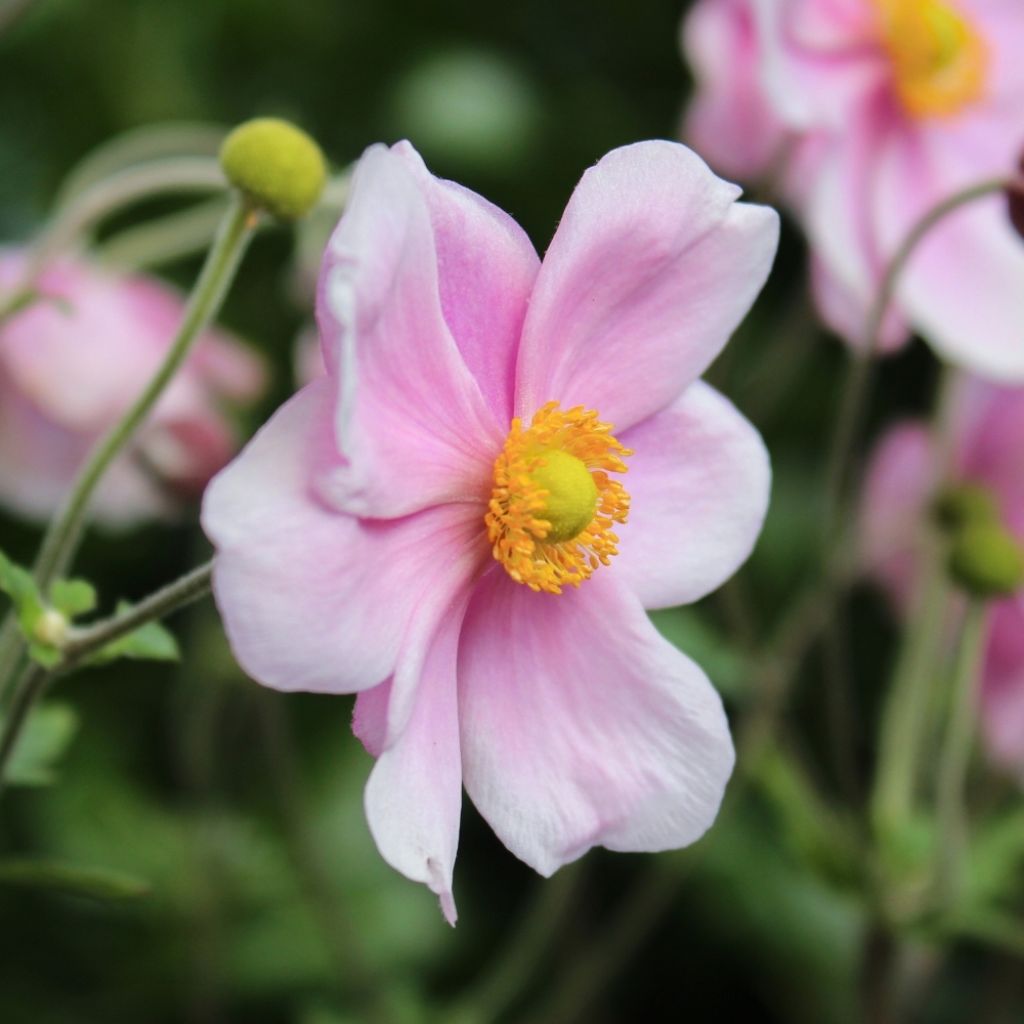 Anémone japonaise September Charm - Anemone hupehensis