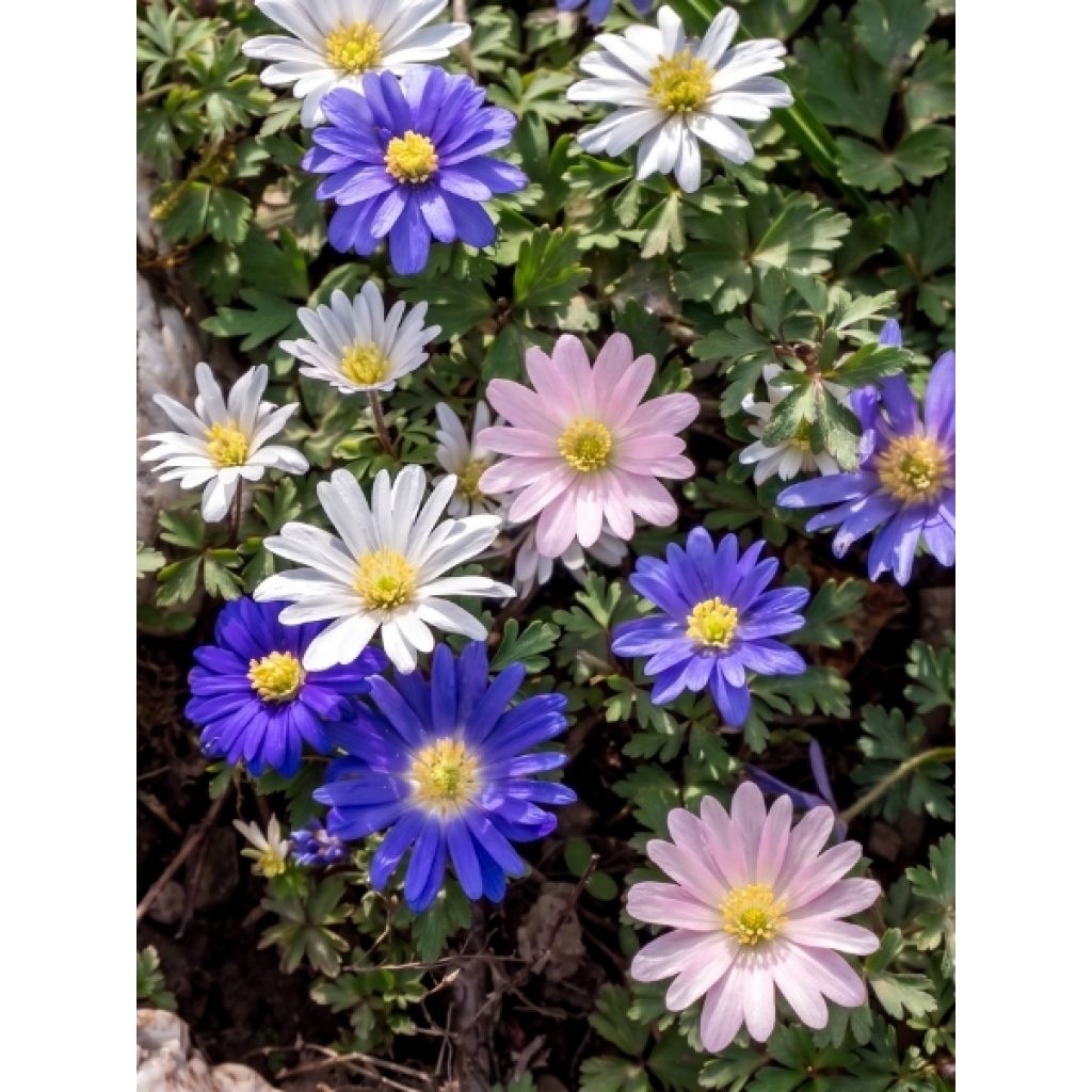 Anemones blanda en mélange - Anémones de Grèce