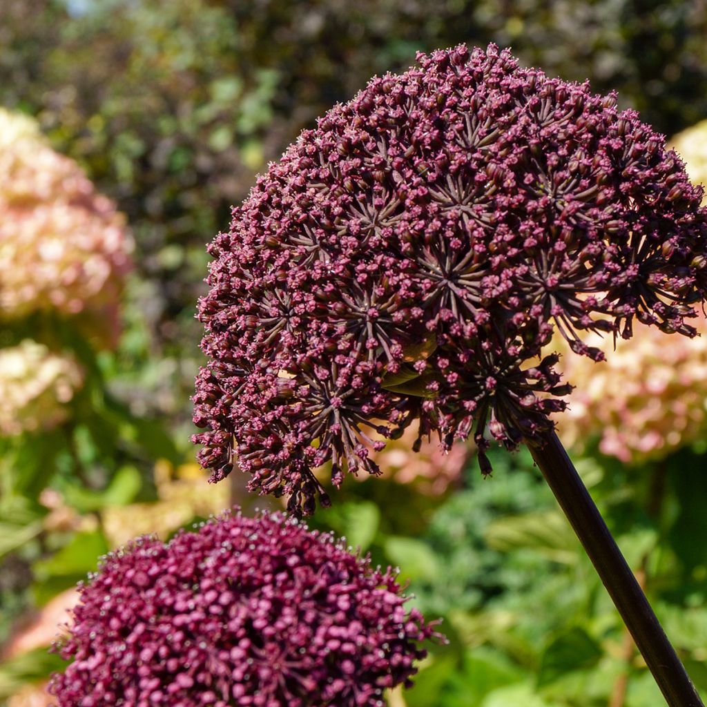Angelica gigas - Angélique rouge
