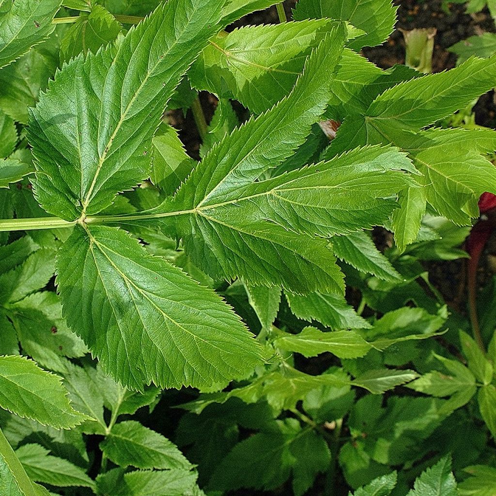 Angélique officinale - Angelica archangelica