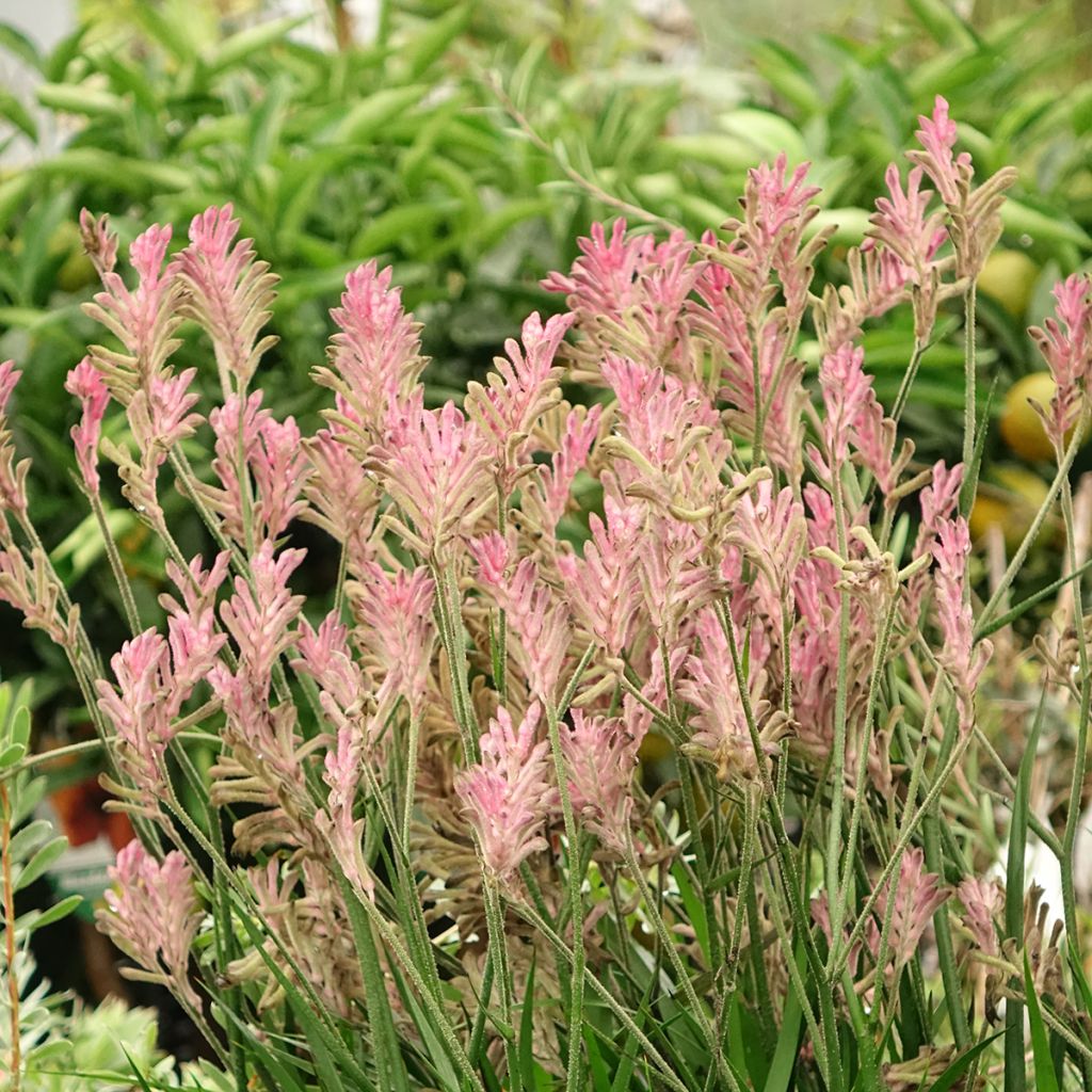 Anigozanthos Bush Pearl
