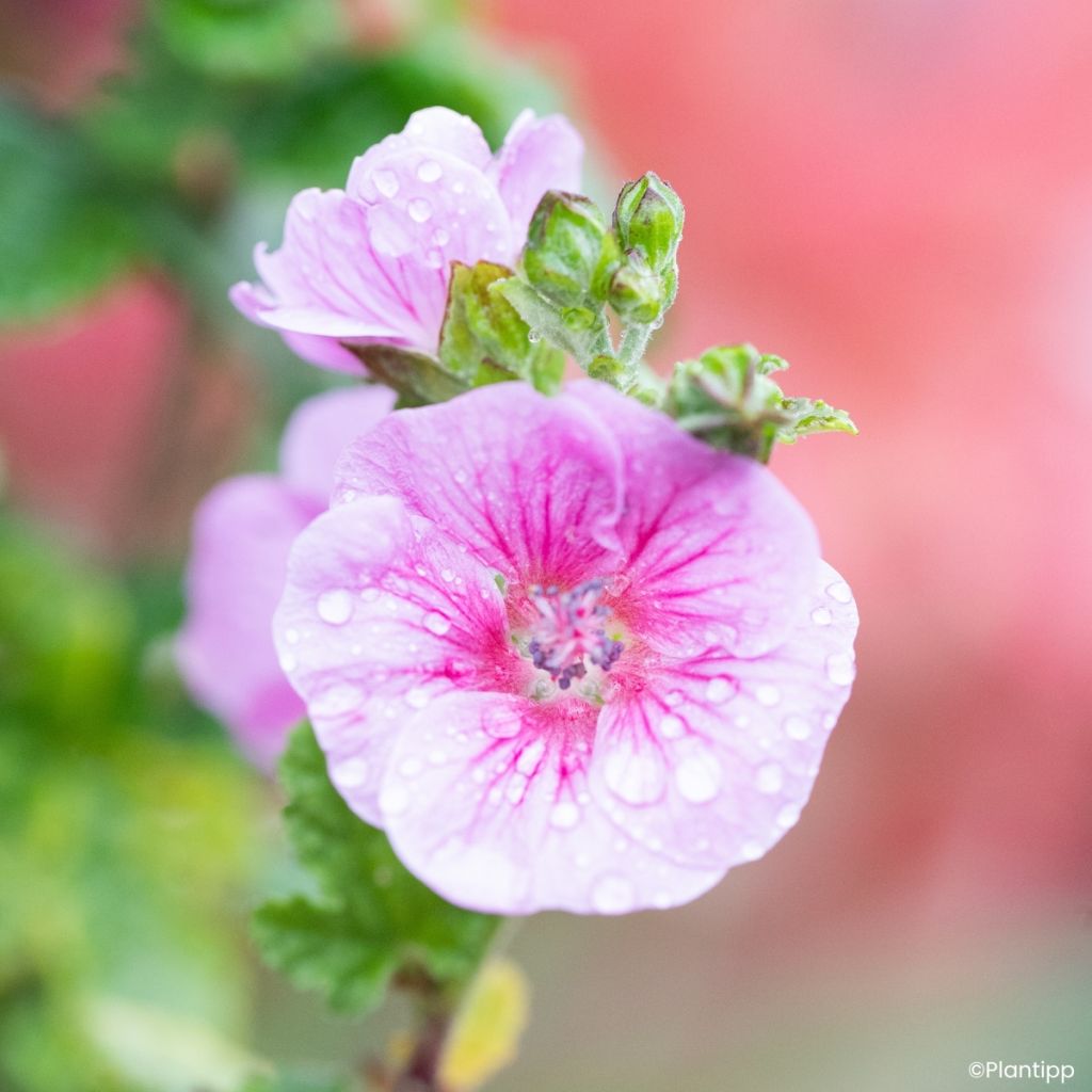 Anisodontea Cotton Candy Pink - Mauve du Cap