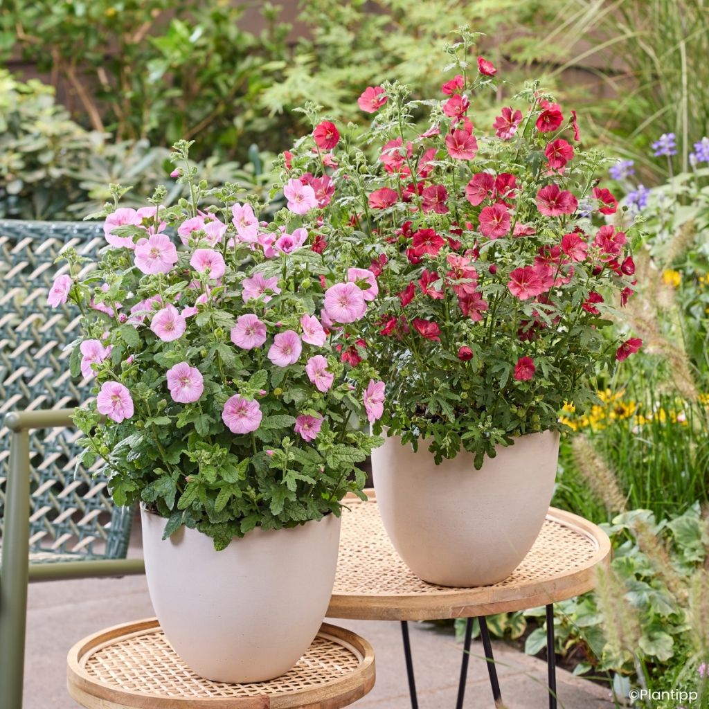 Anisodontea Cotton Candy Pink - Mauve du Cap