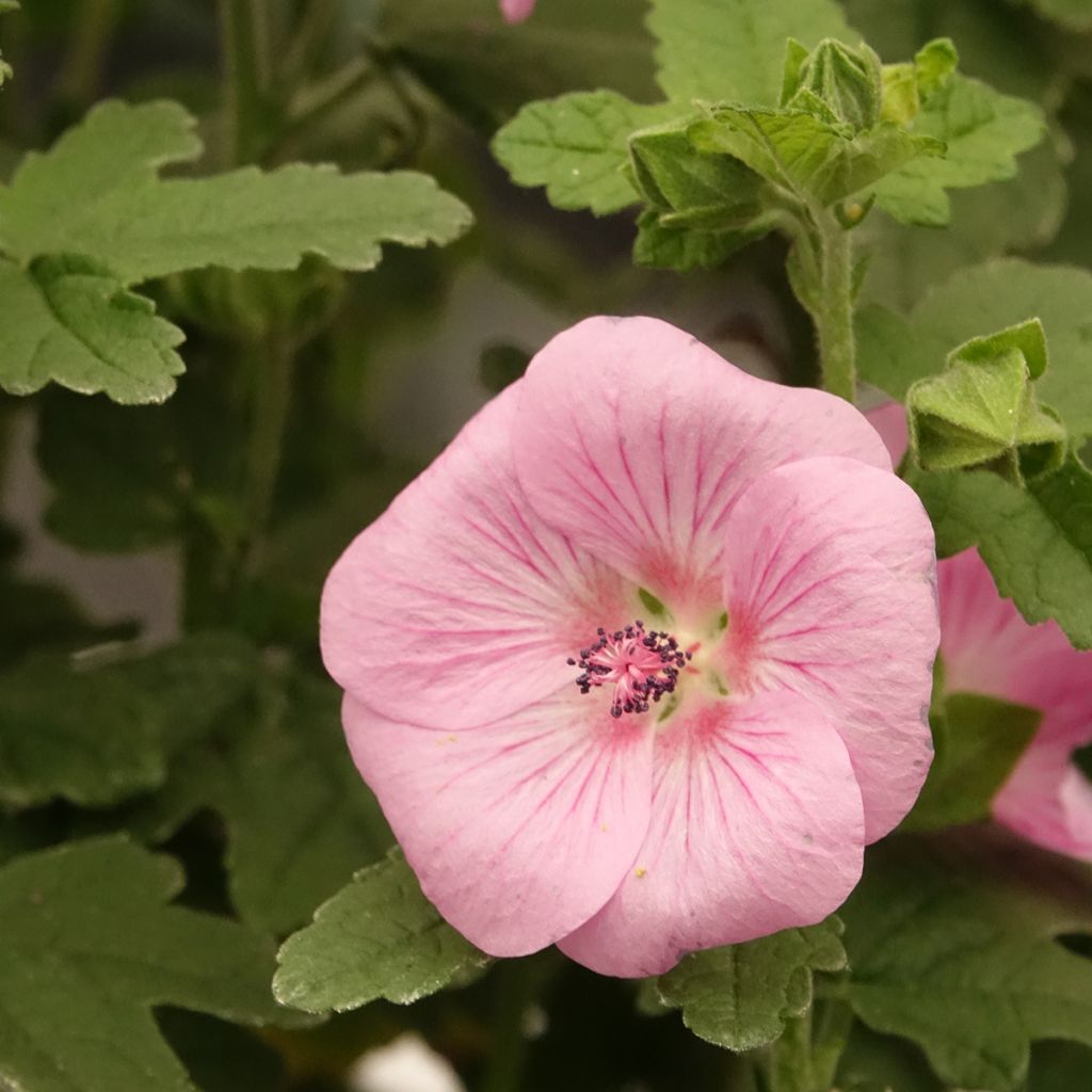 Anisodontea Cotton Candy Pink - Mauve du Cap