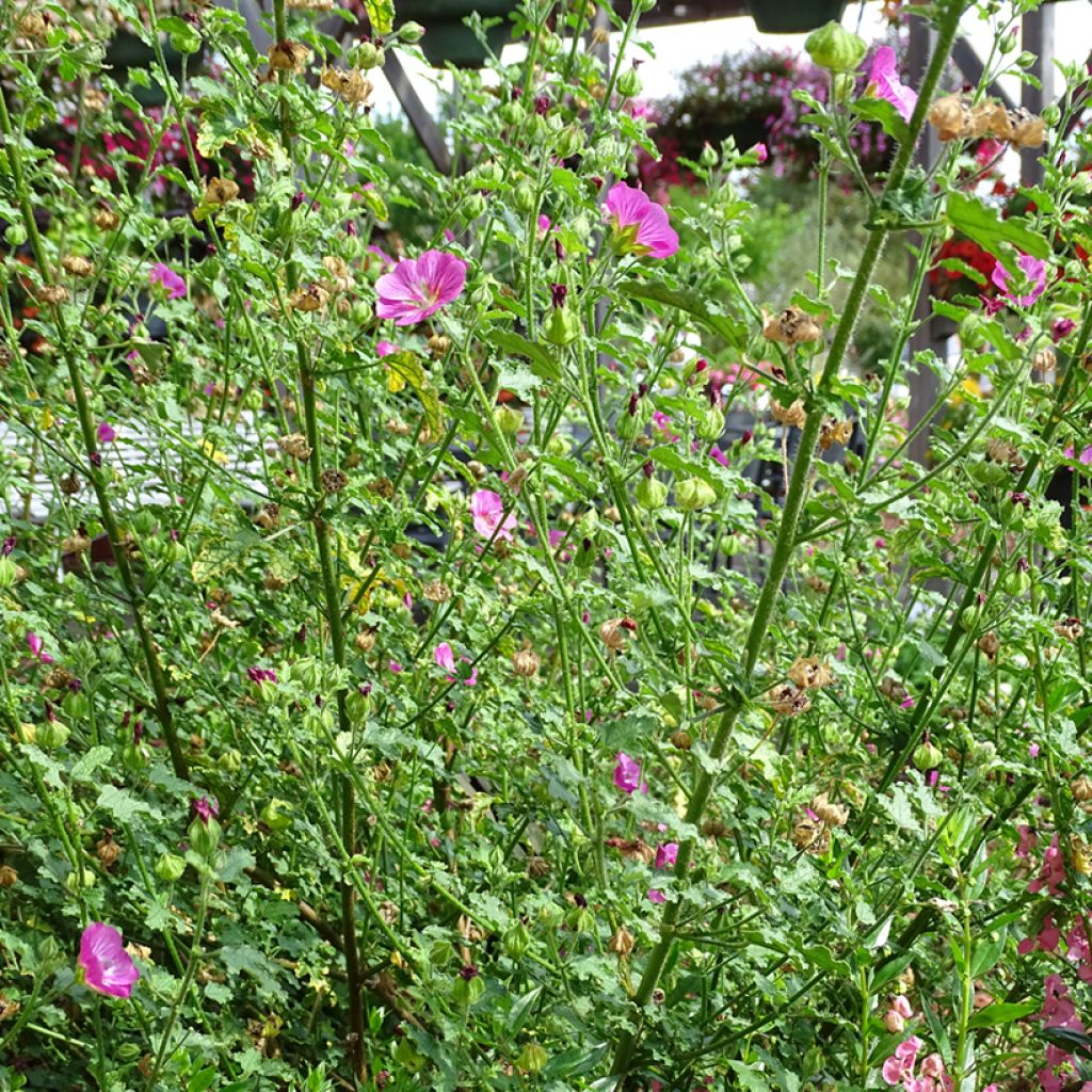 Anisodontea Lady in Pink