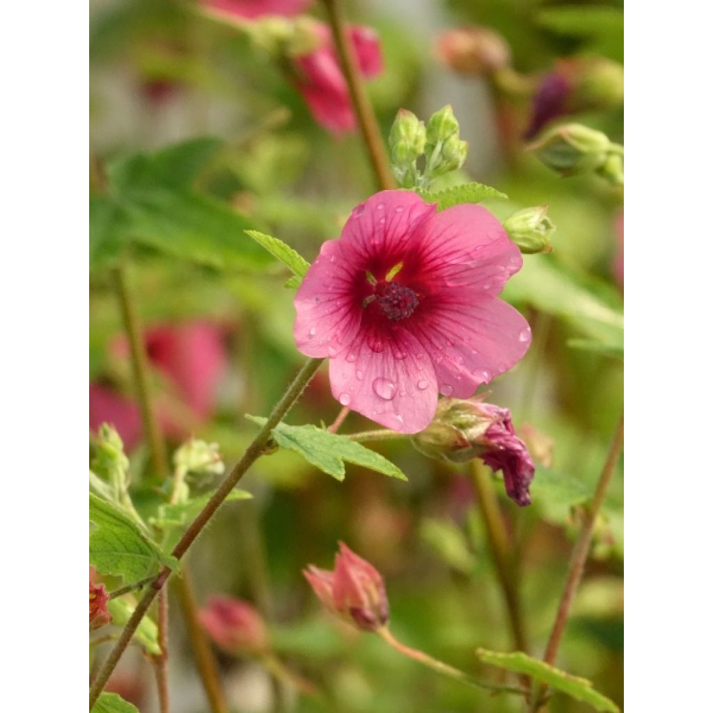 Anisodontea capensis El Rayo - Mauve arbustive du Cap