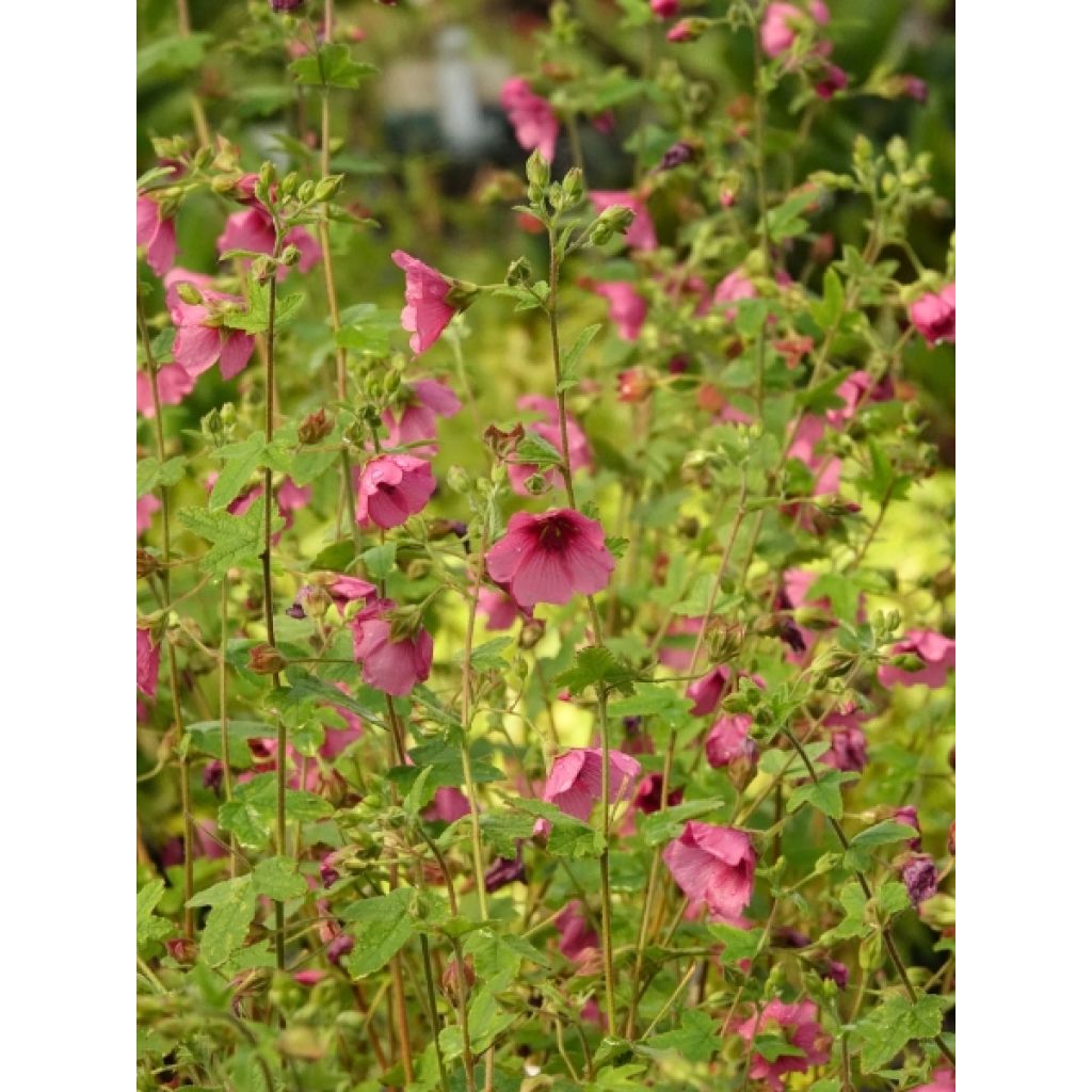 Anisodontea capensis El Rayo - Mauve arbustive du Cap