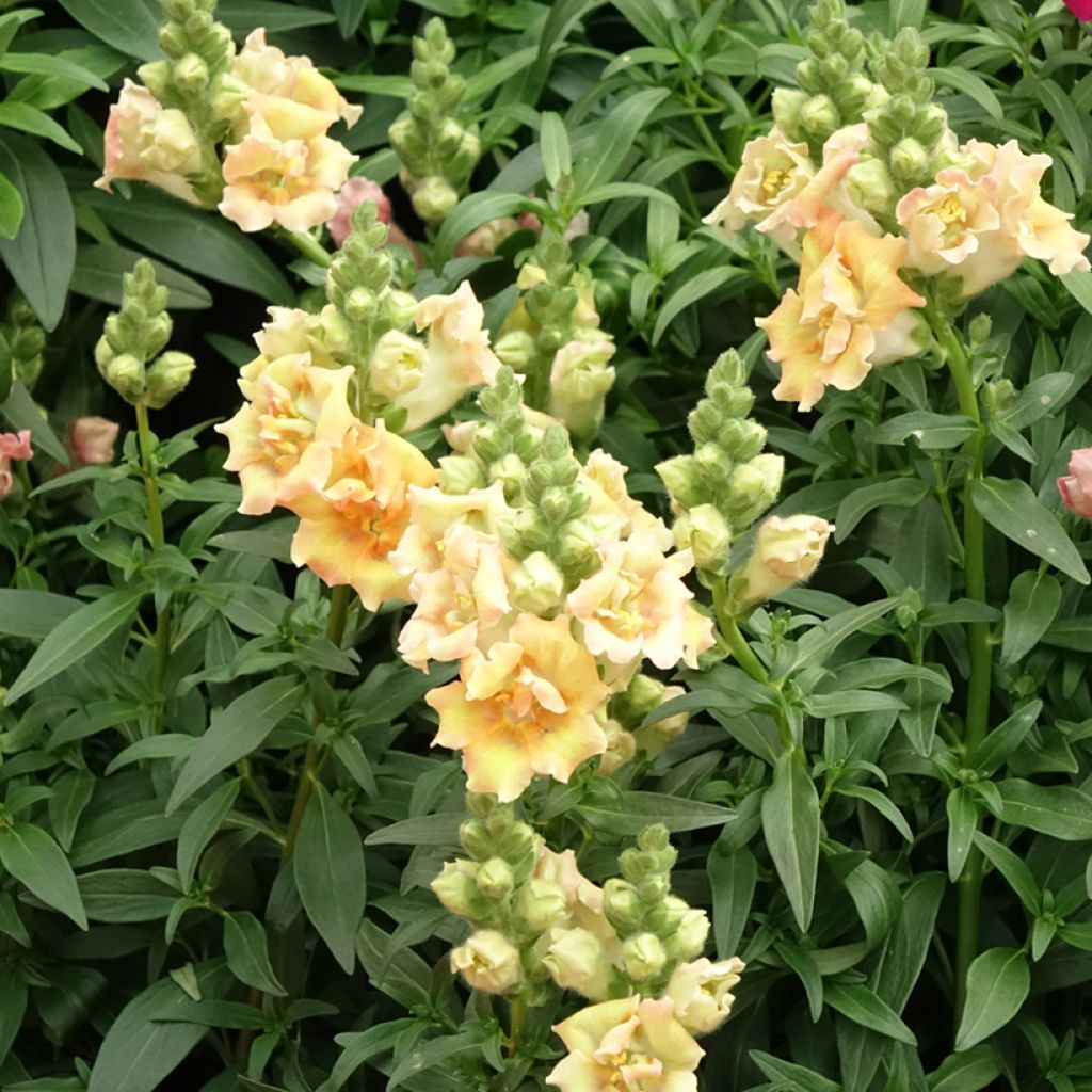 Graines de Muflier Sweet Duet Citrus - Antirrhinum majus