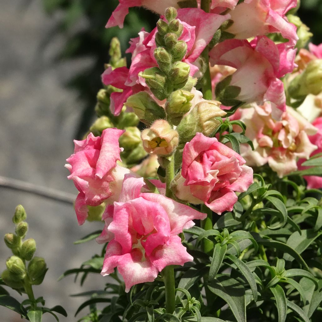 Graines de Muflier Sweet Duet Appleblossom - Antirrhinum majus