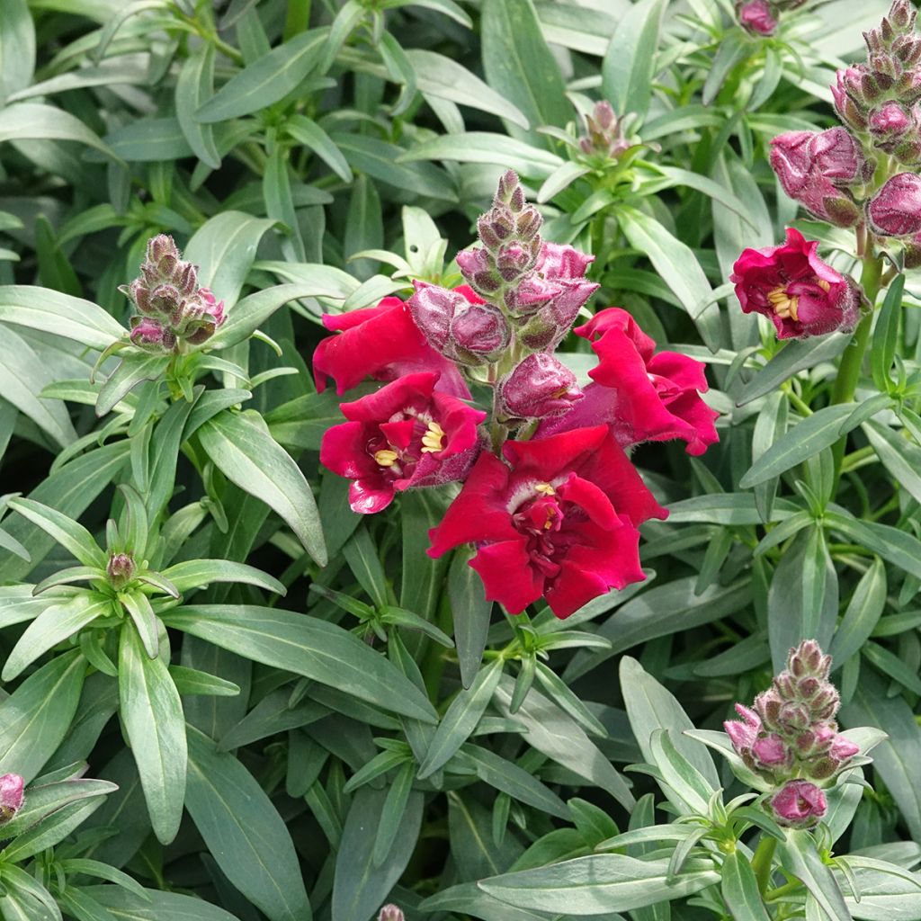 Graines de Muflier Sweet Duet Deep Red - Antirrhinum majus