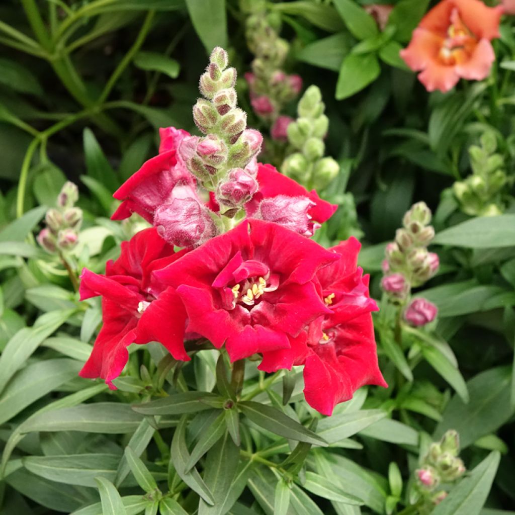 Graines de Muflier Sweet Duet Deep Red - Antirrhinum majus