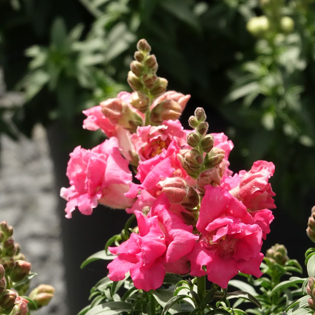 Graines de Muflier Sweet Duet Rose Shades - Antirrhinum majus