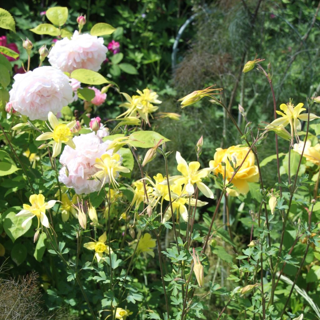 Ancolie Yellow Queen - Aquilegia chrysantha 