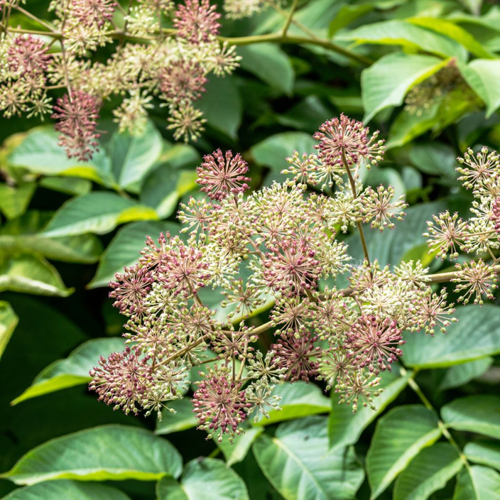 Aralia californica - Aralie ou angélique de Californie