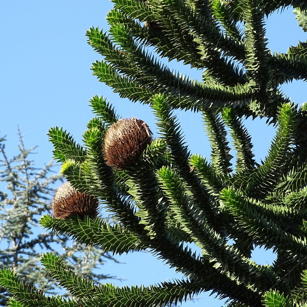 Araucaria araucana (imbricata) - Désespoir des singes