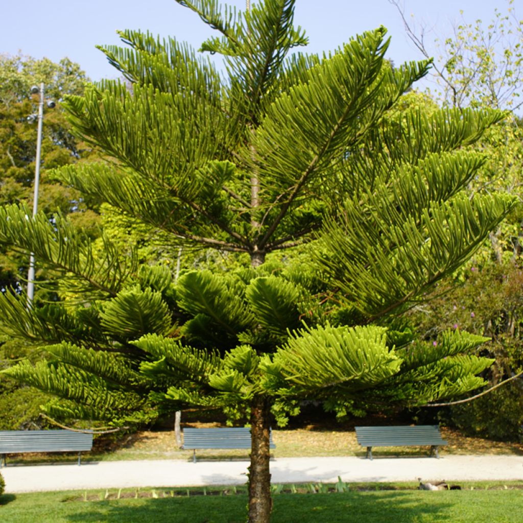 Araucaria heterophylla - Pin de Norfolk
