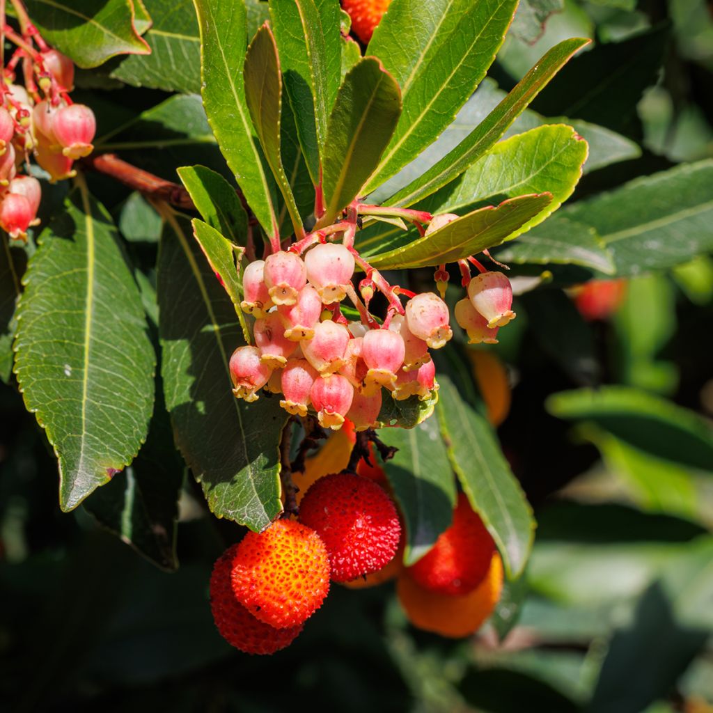 Arbutus unedo Roselily - Arbousier