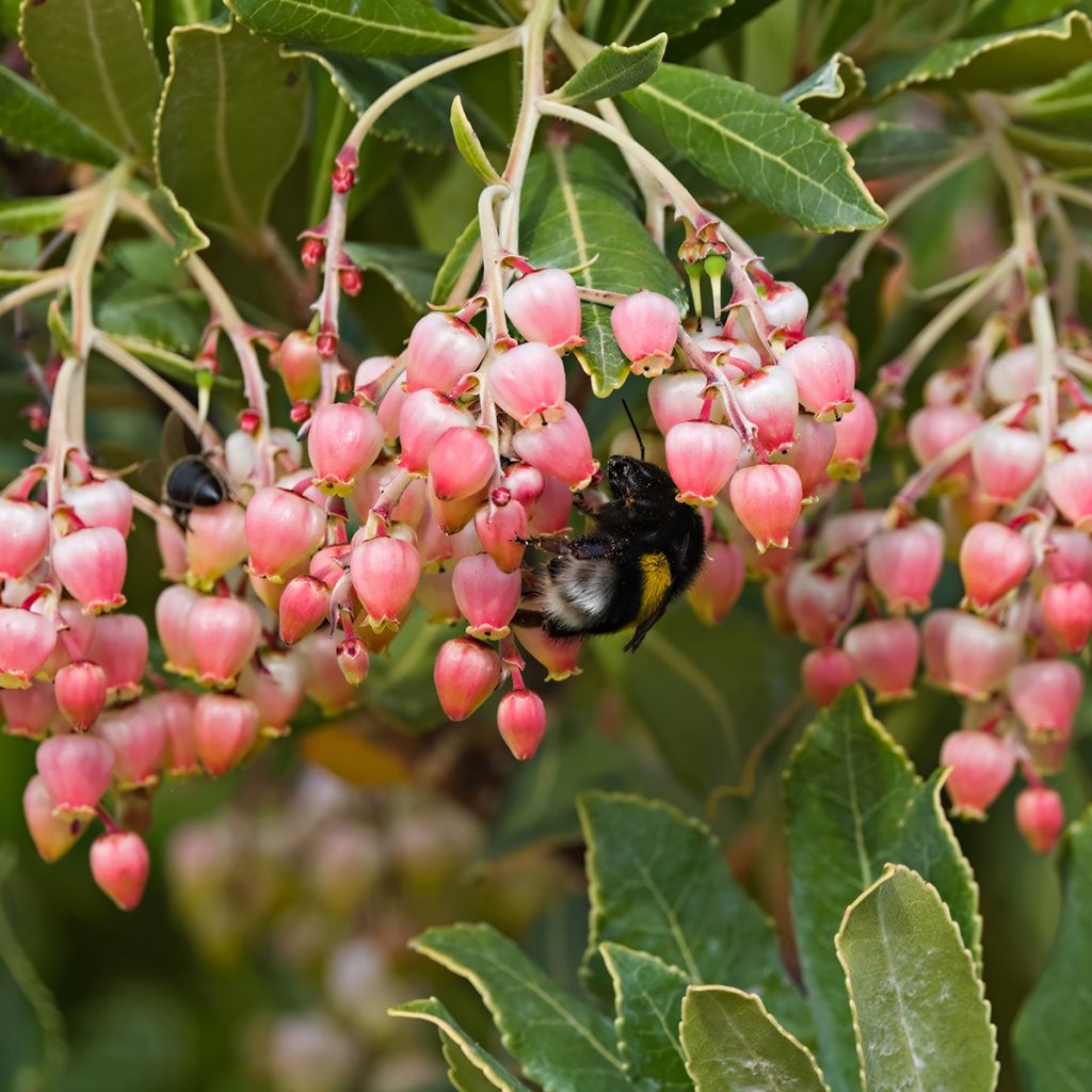 Arbutus unedo Roselily - Arbousier