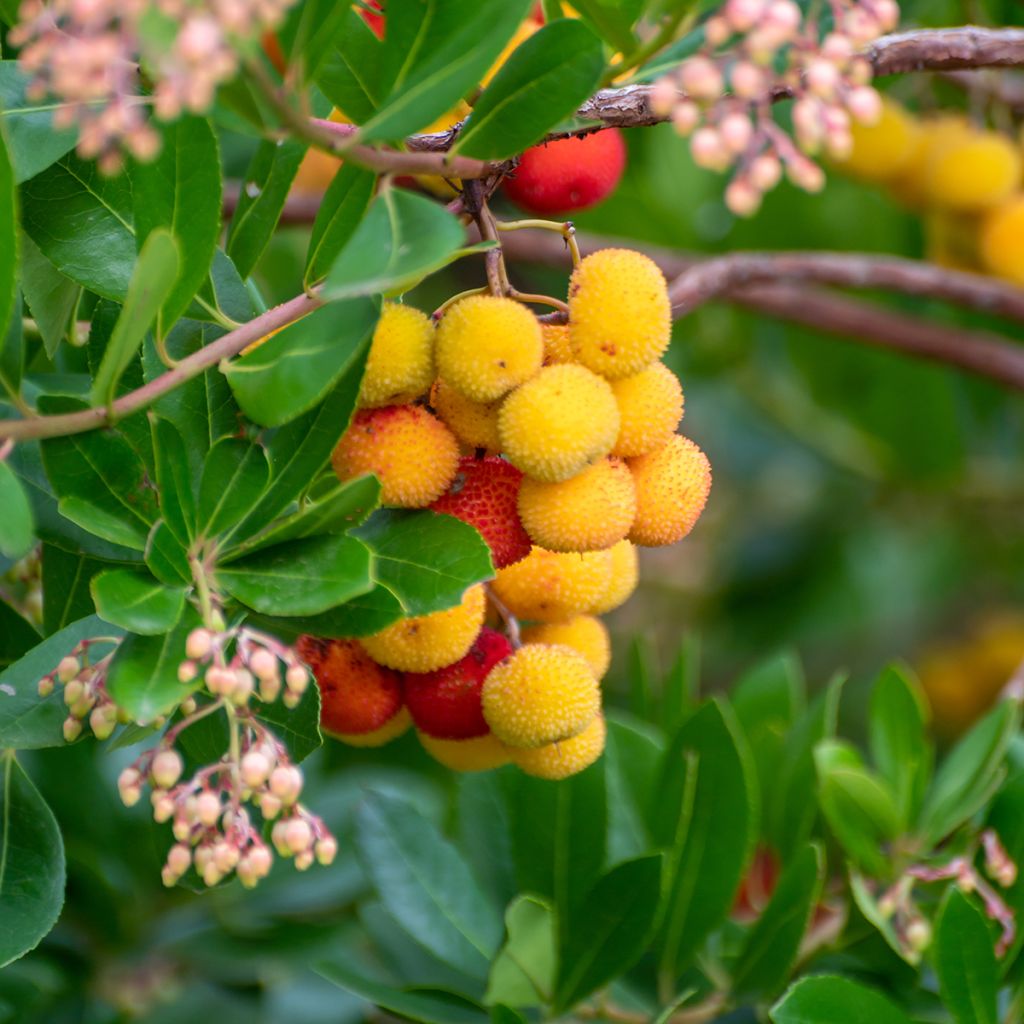 Arbutus unedo Roselily - Arbousier