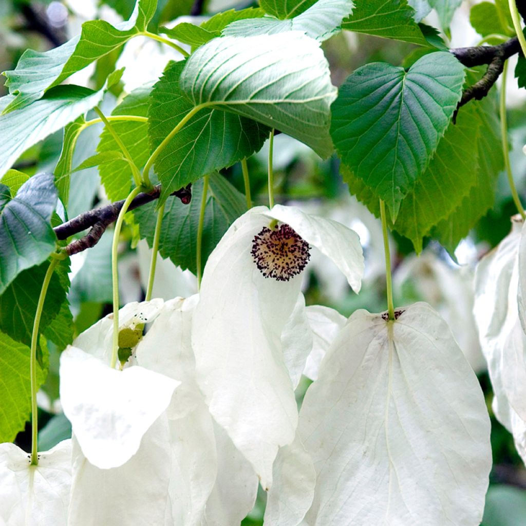 Arbre à mouchoir - Davidia involucrata