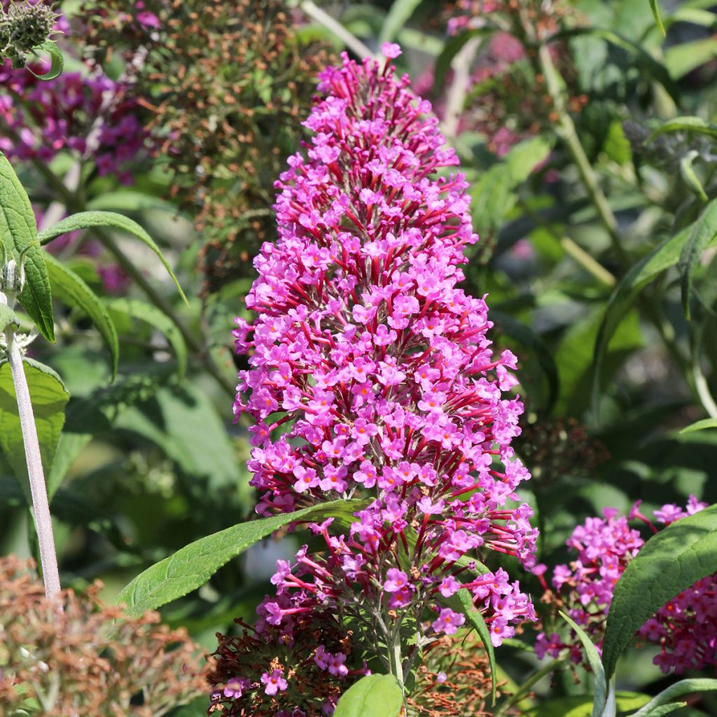 Buddleia davidii Rêve de Papillon Pink - Arbre aux papillons
