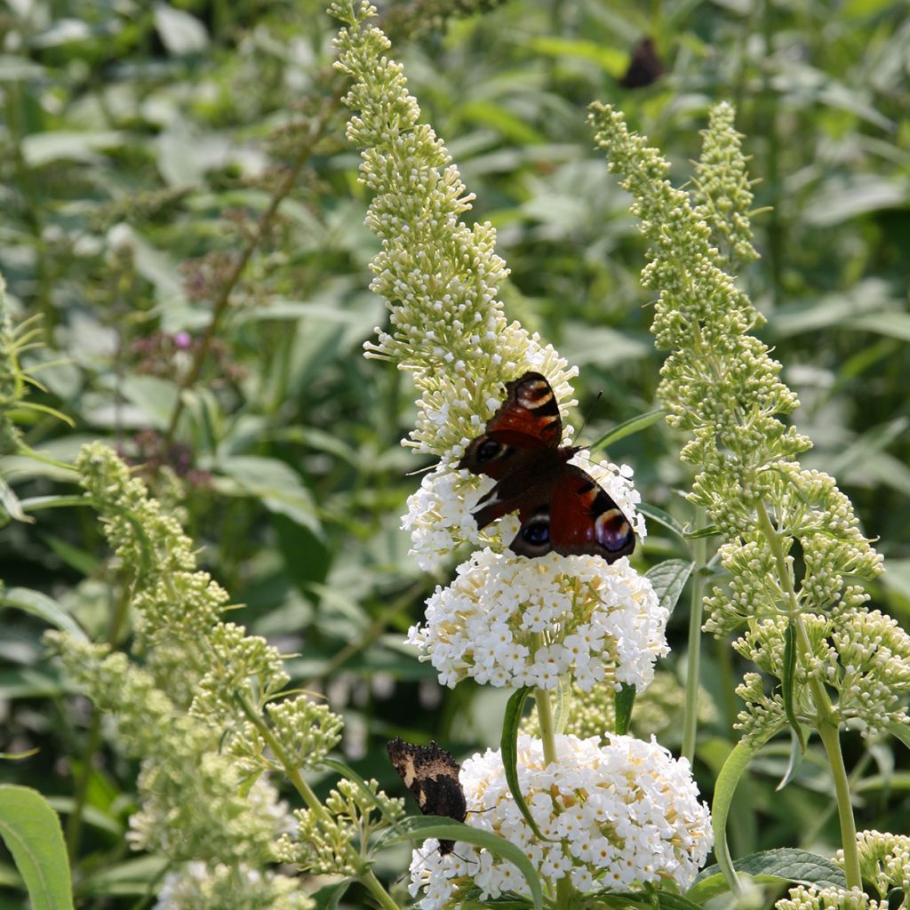 Buddleia davidii Reve de Papillon White - Arbre aux papillons