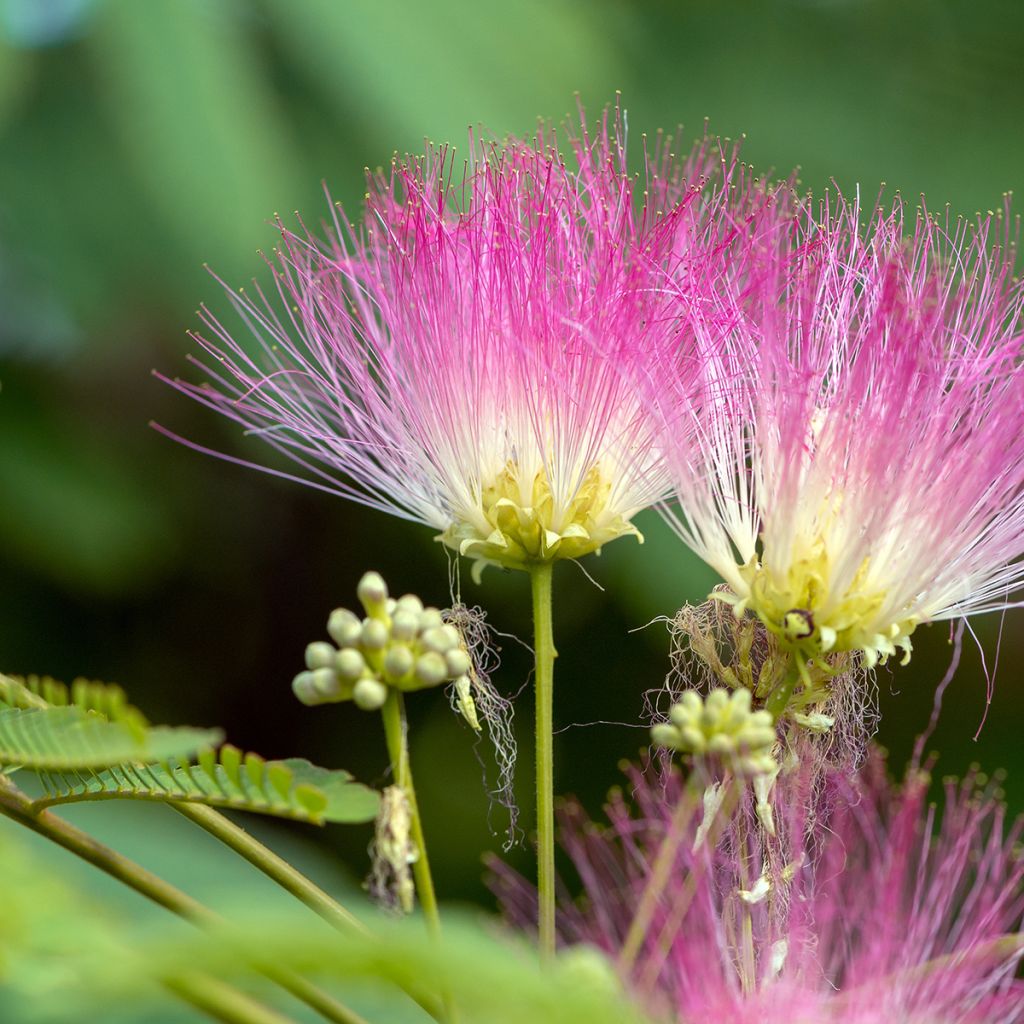 Albizia julibrissin Ombrella - Arbre à soie