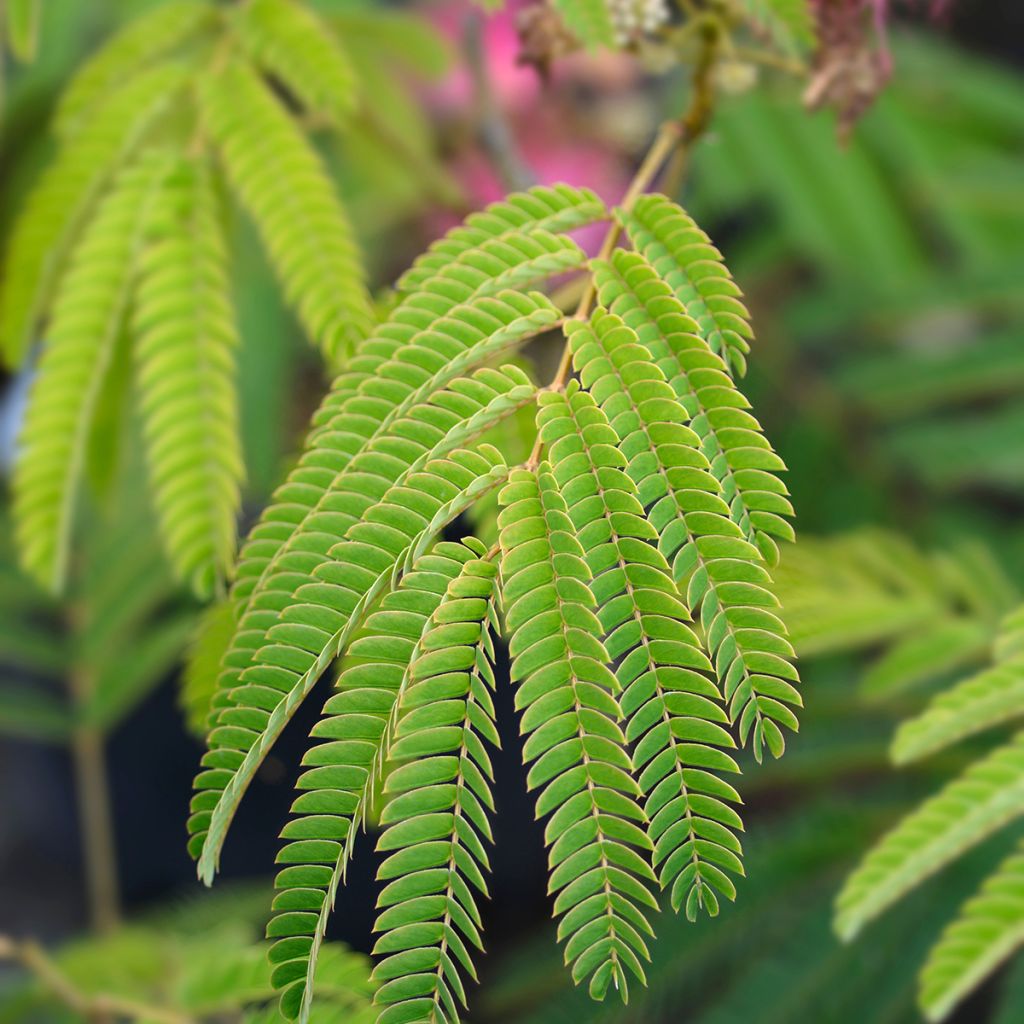 Albizia julibrissin Ombrella - Arbre à soie