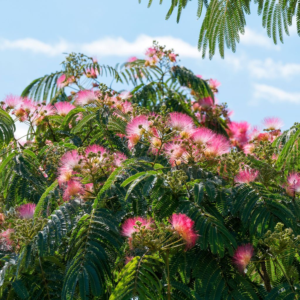 Albizia julibrissin Ombrella - Arbre à soie