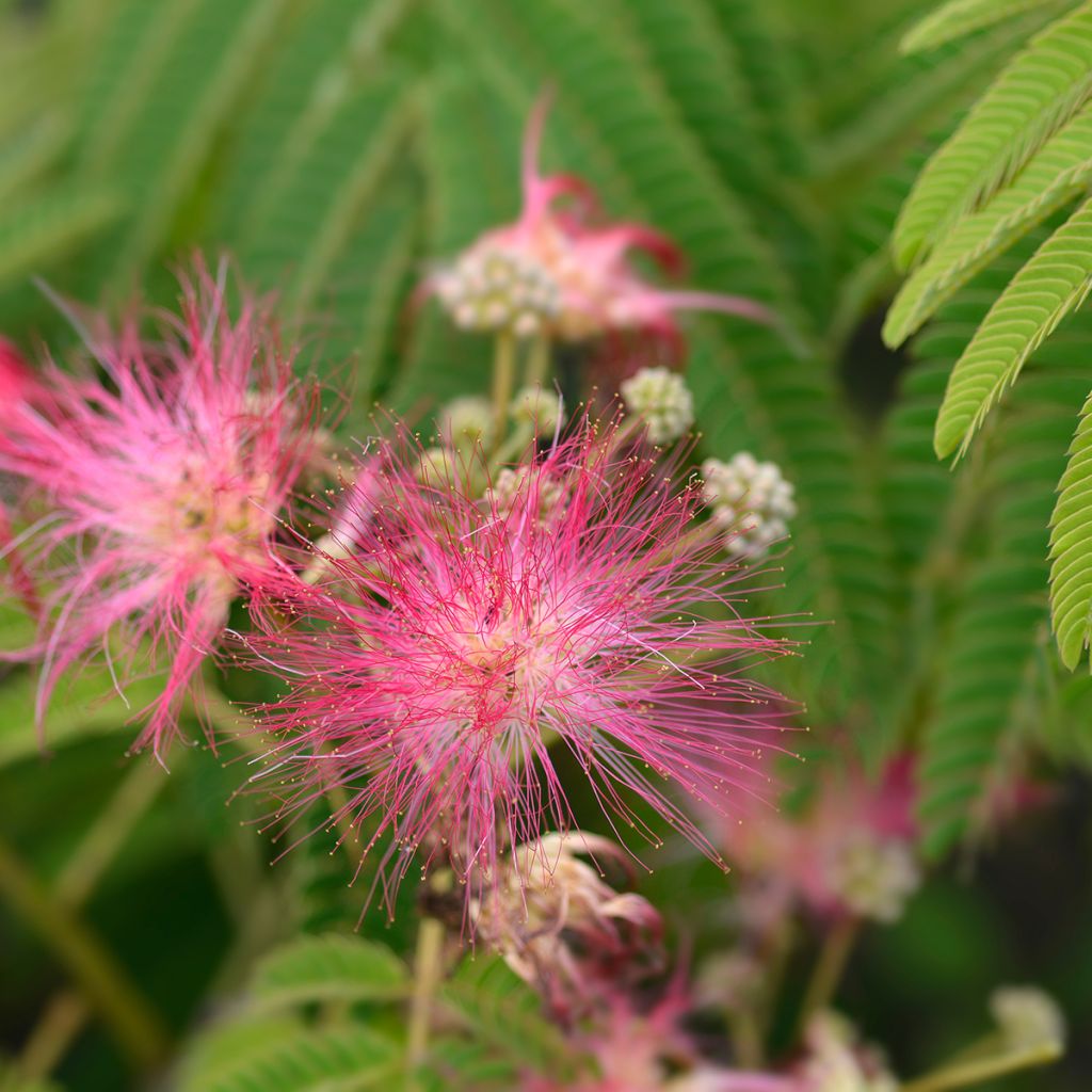 Albizia julibrissin Ombrella - Arbre à soie