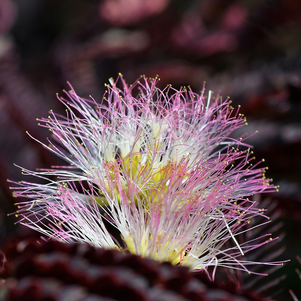 Albizia julibrissin Summer Chocolate - Arbre à soie