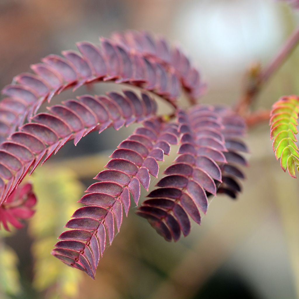 Albizia julibrissin Summer Chocolate - Arbre à soie