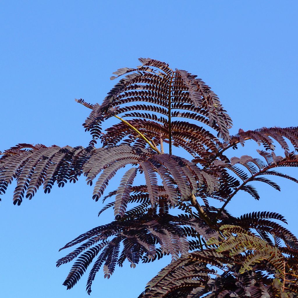 Albizia julibrissin Summer Chocolate - Arbre à soie