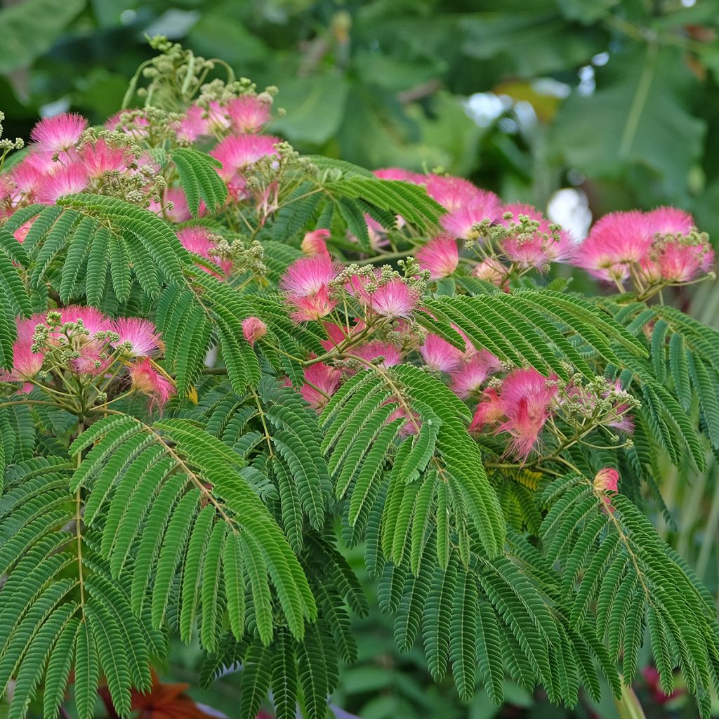 Albizzia Tropical Dream - Arbre à soie