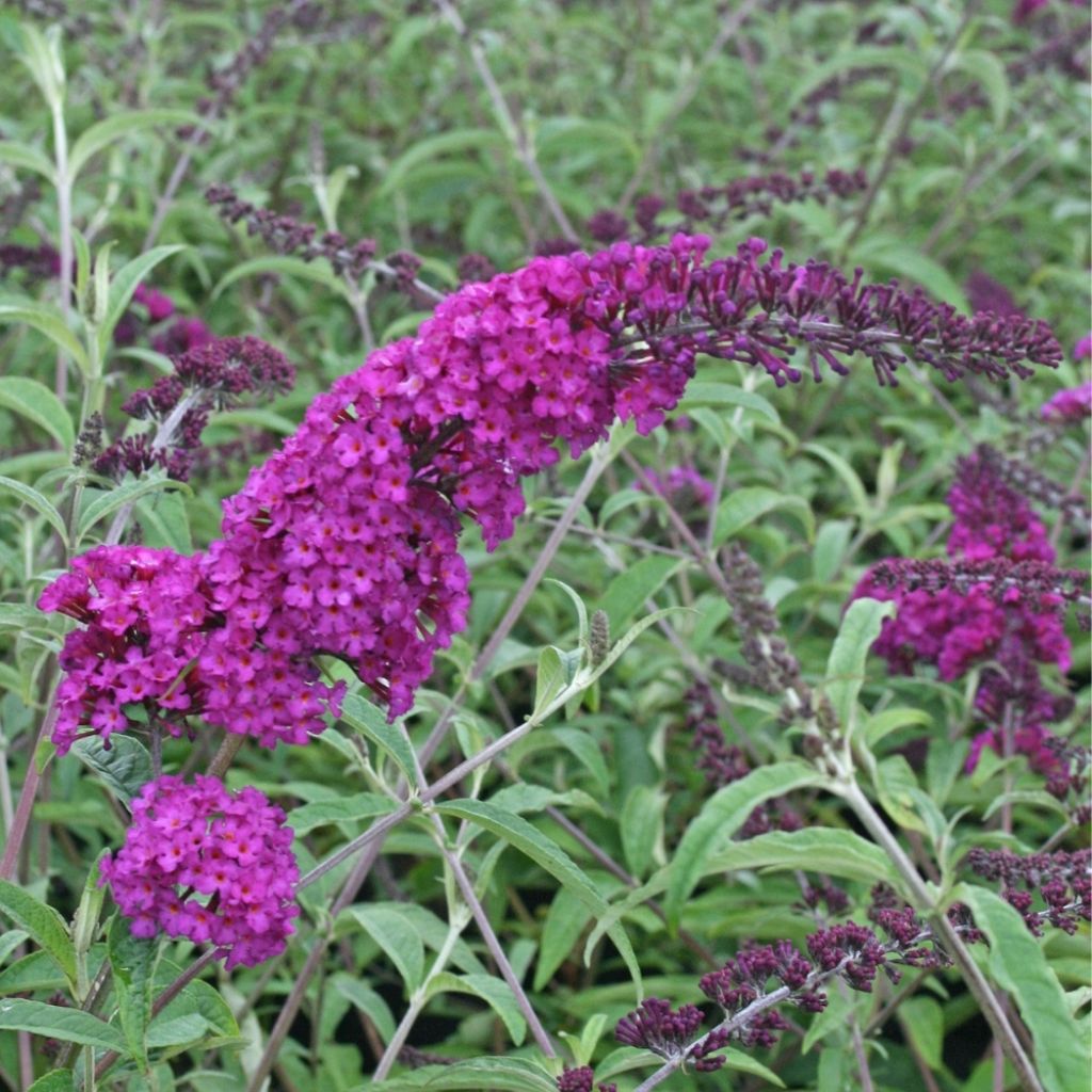 Buddleia Royal Red - Arbre aux papillons rouge