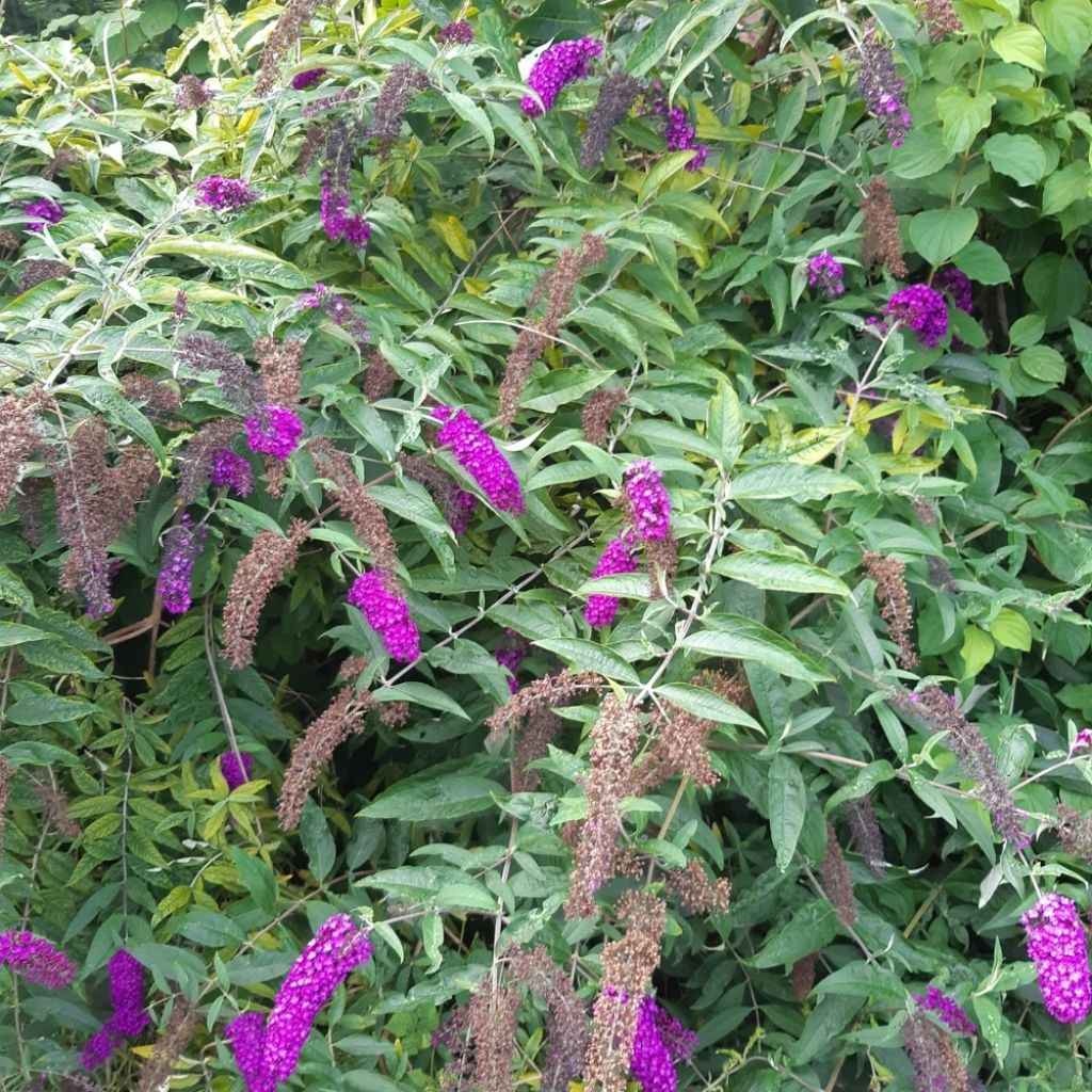 Buddleia Royal Red - Arbre aux papillons rouge