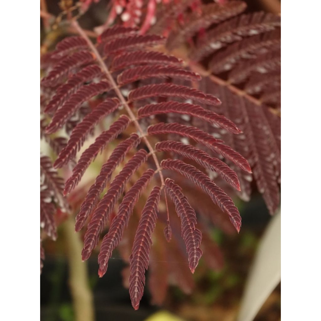 Albizia julibrissin Summer Chocolate - Arbre à soie