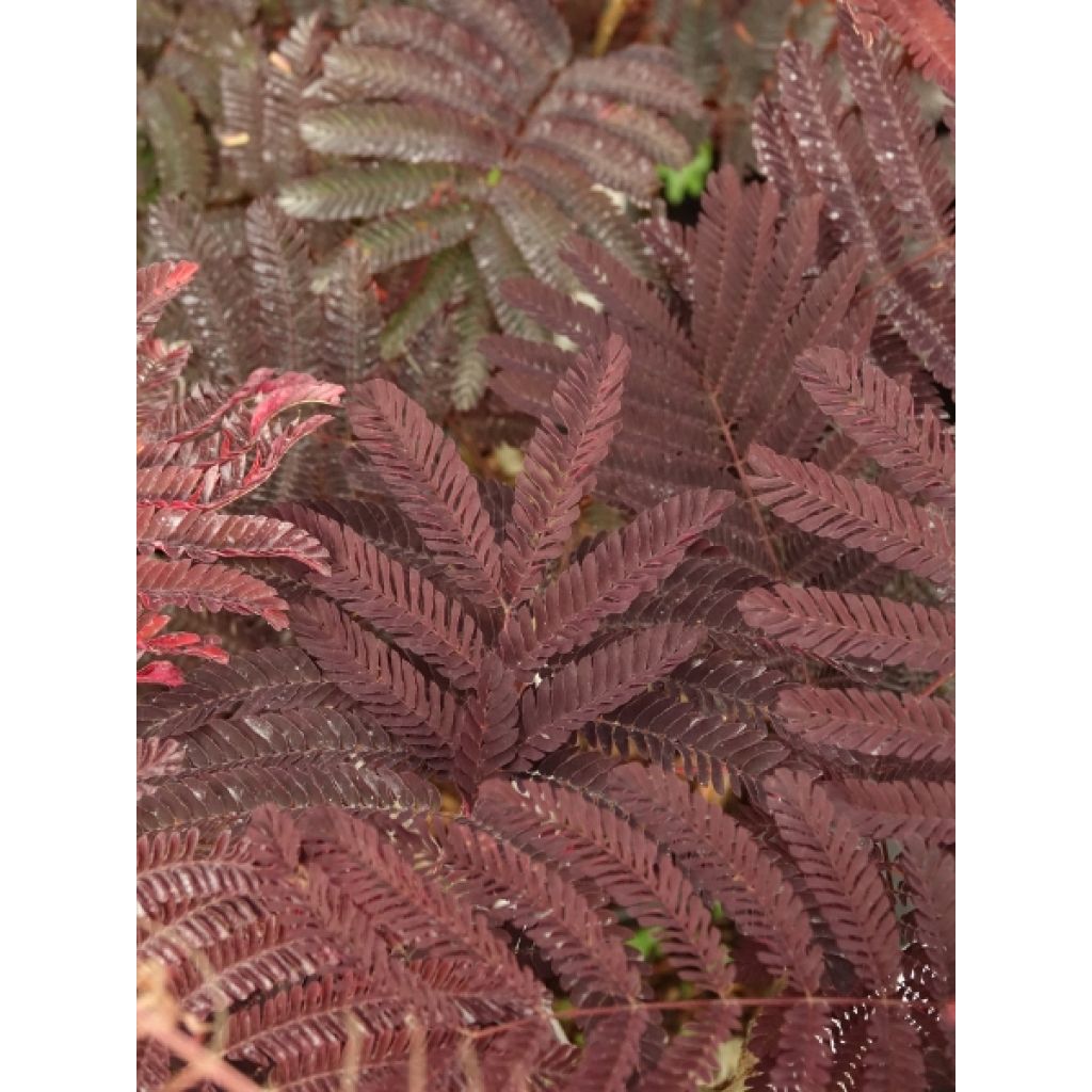 Albizia julibrissin Summer Chocolate - Arbre à soie