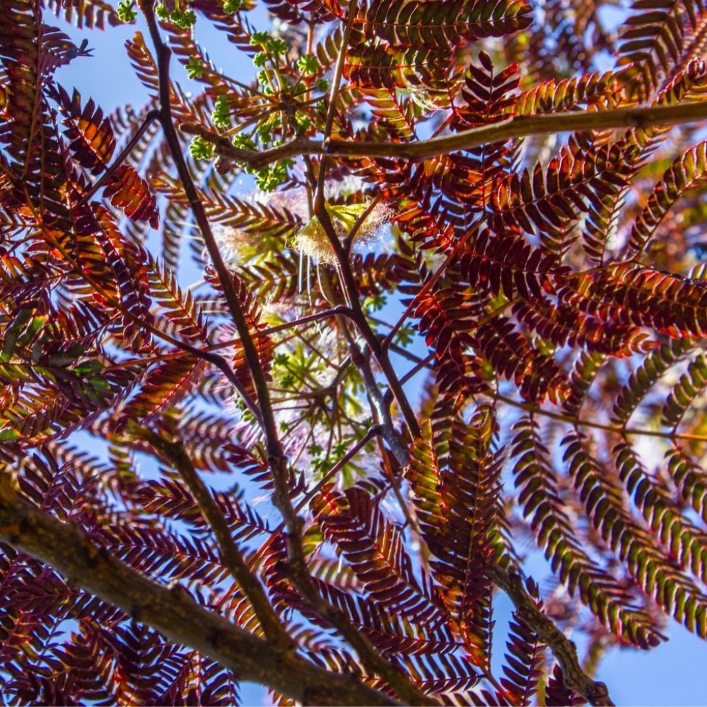 Albizia julibrissin Evey's Pride - Arbre de soie