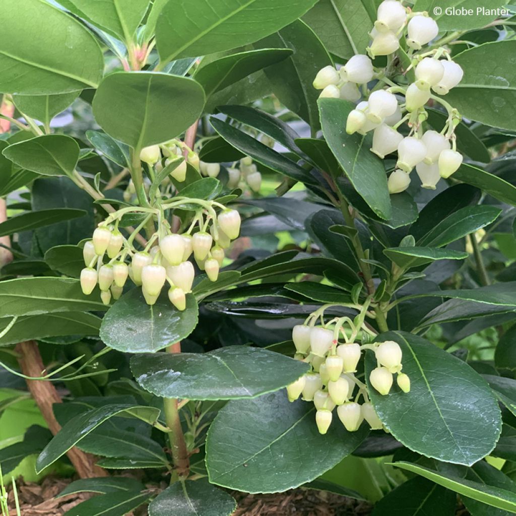 Arbutus unedo Peace and Love - Arbousier