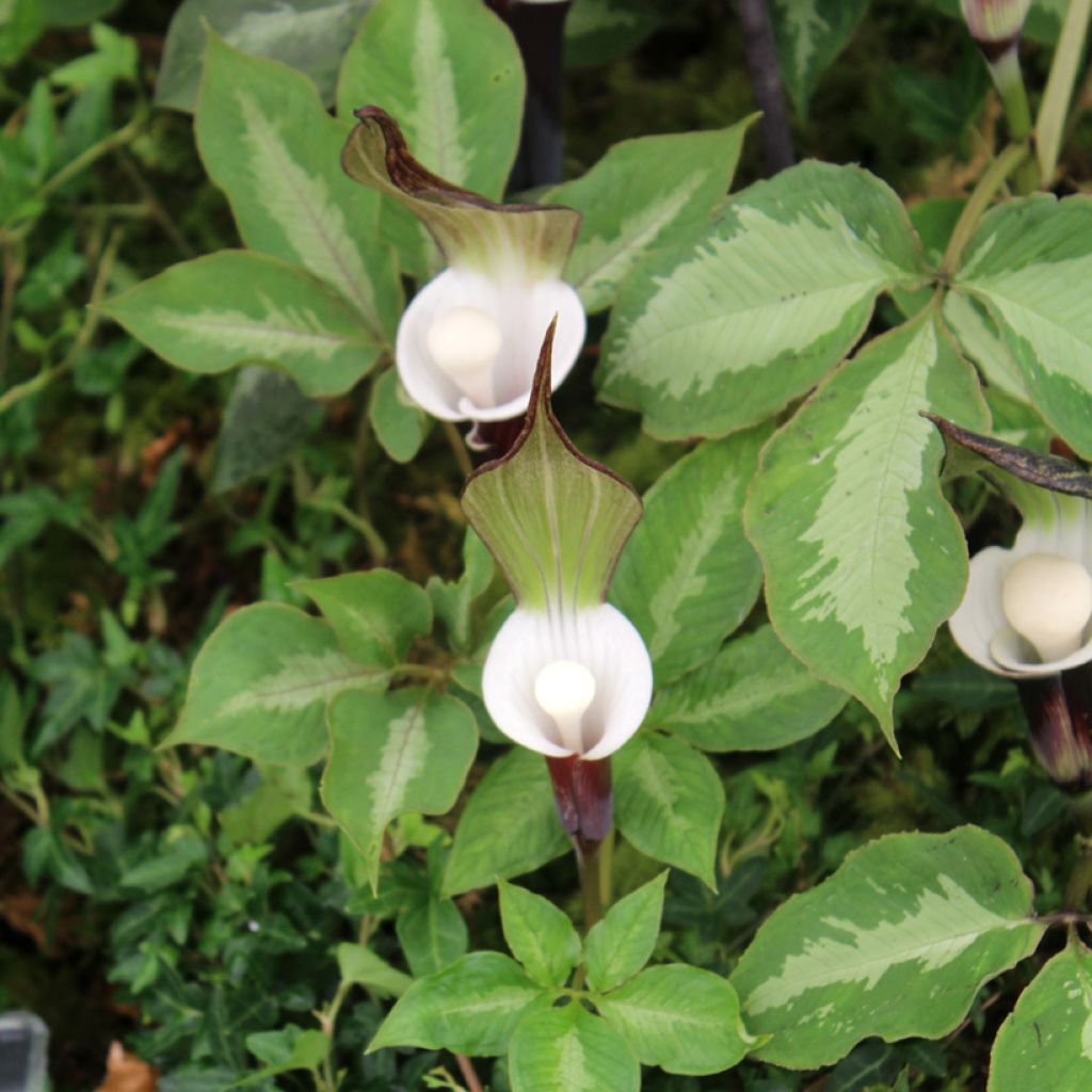 Arisaema sikokianum