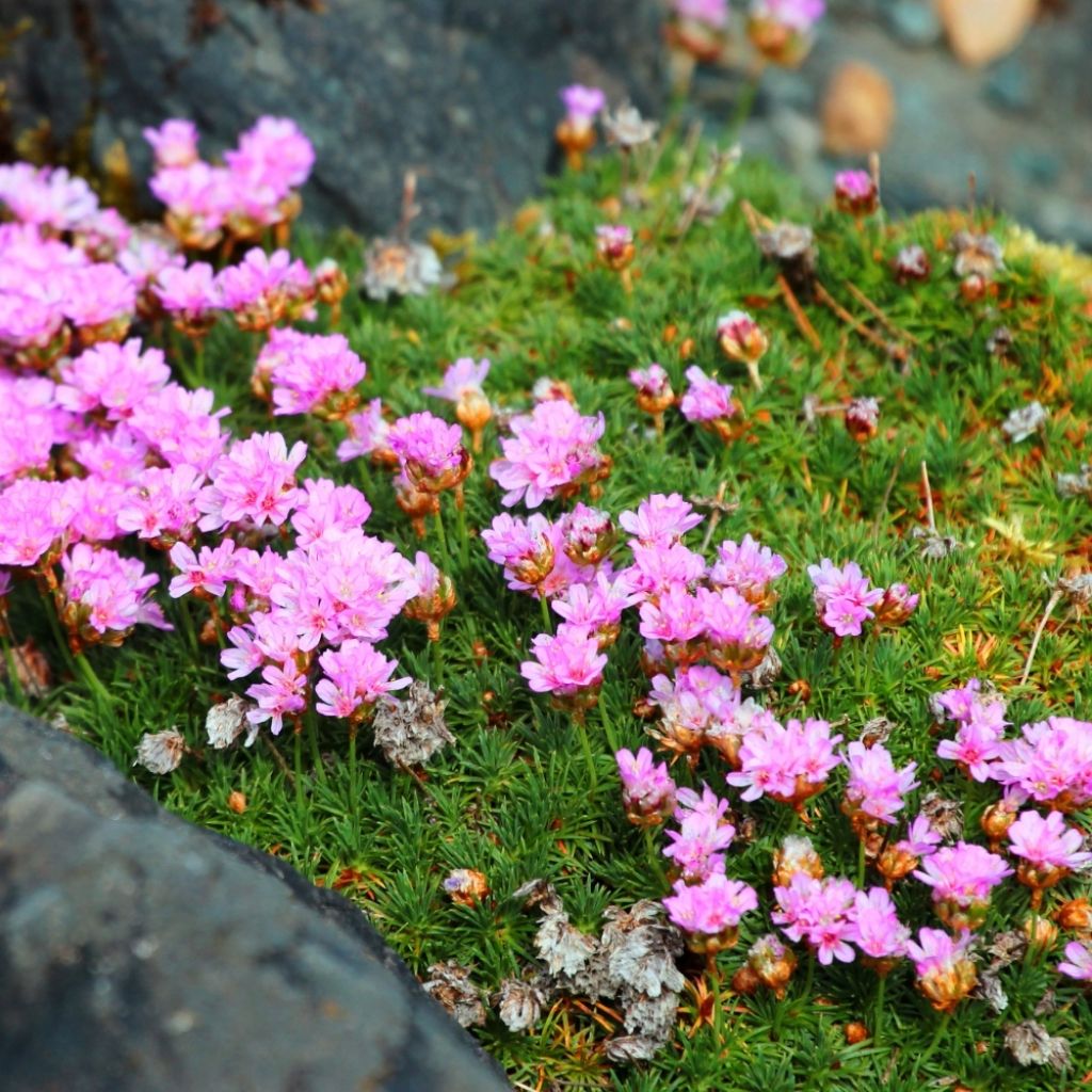 Gazon d'Espagne, Armeria juniperifolia, Armérie à feuilles de genévrier