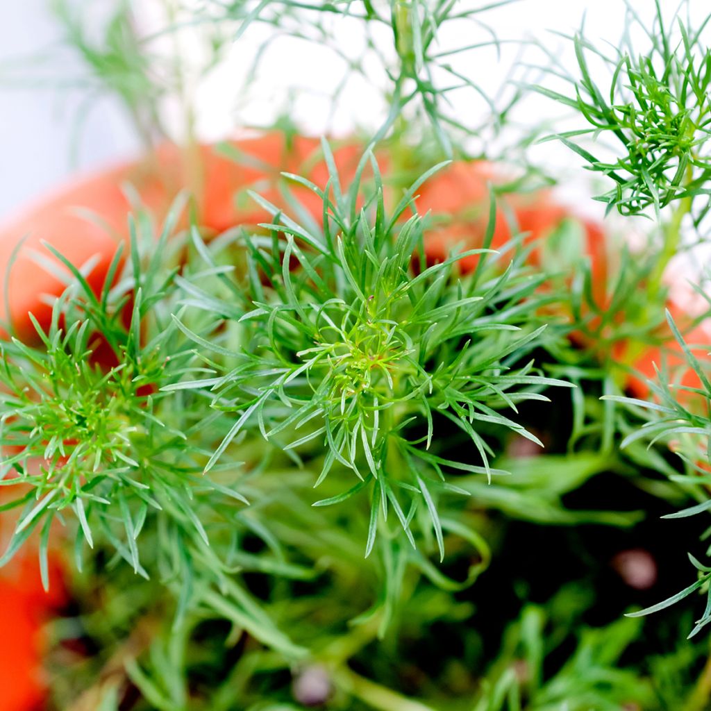 Armoise - Artemisia capillaris