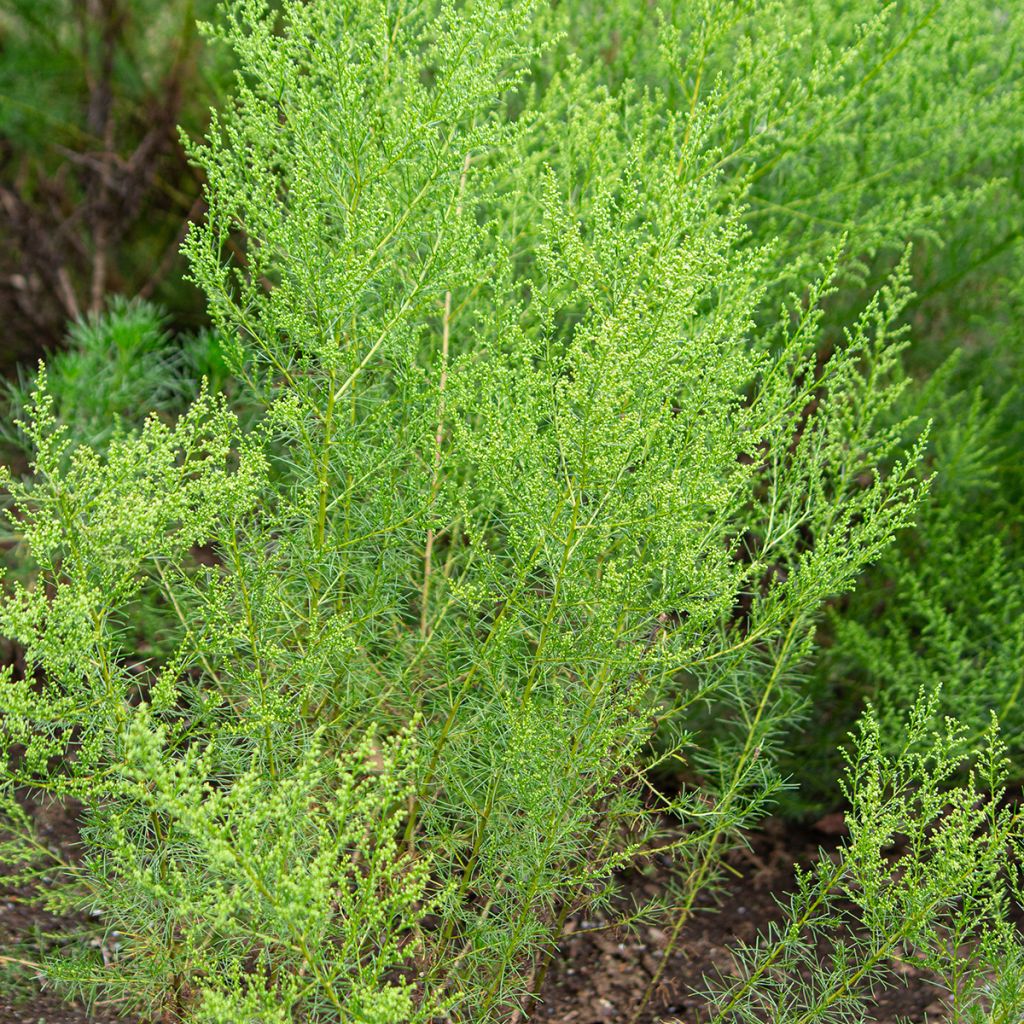 Armoise - Artemisia capillaris