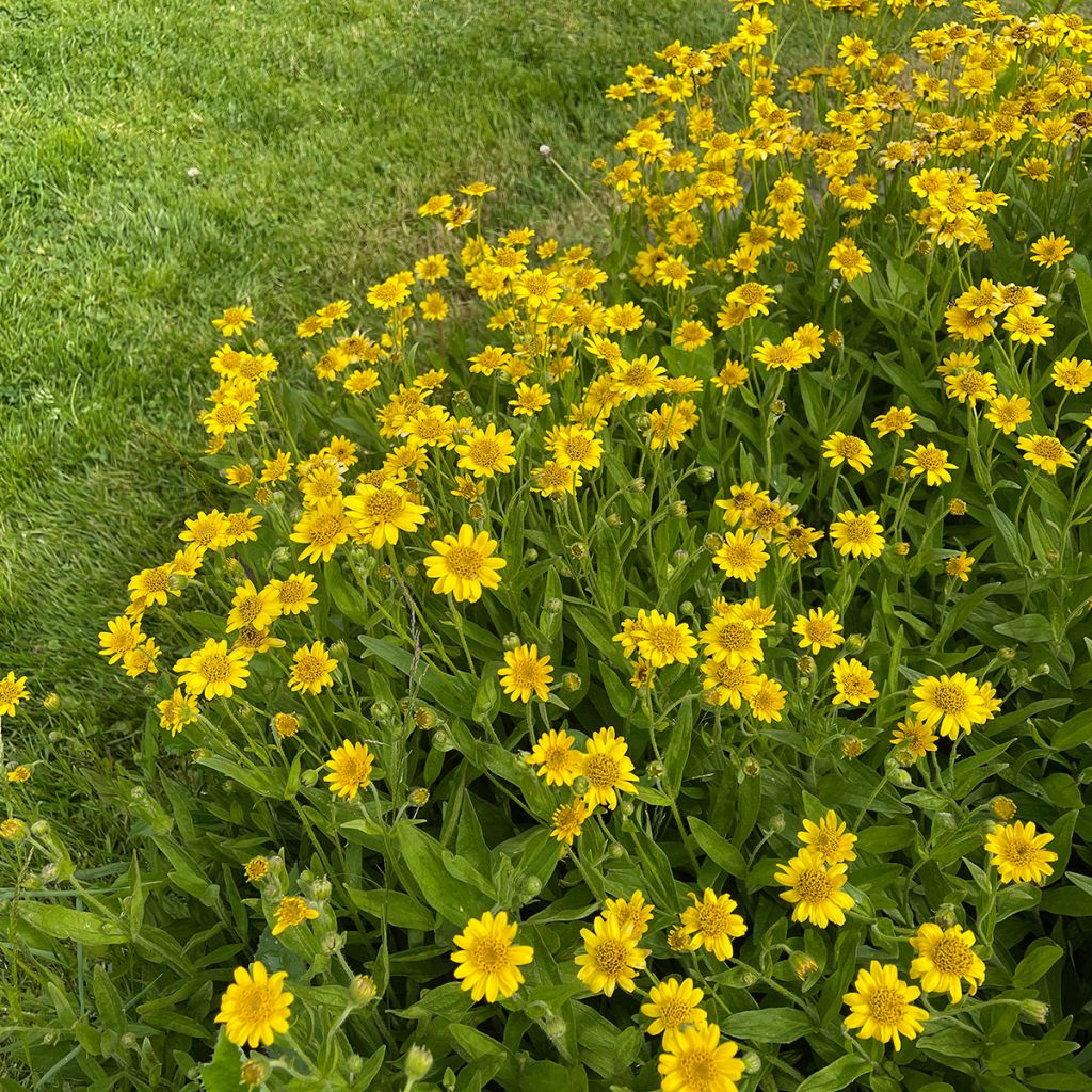 Arnica chamissonis - Arnica américaine