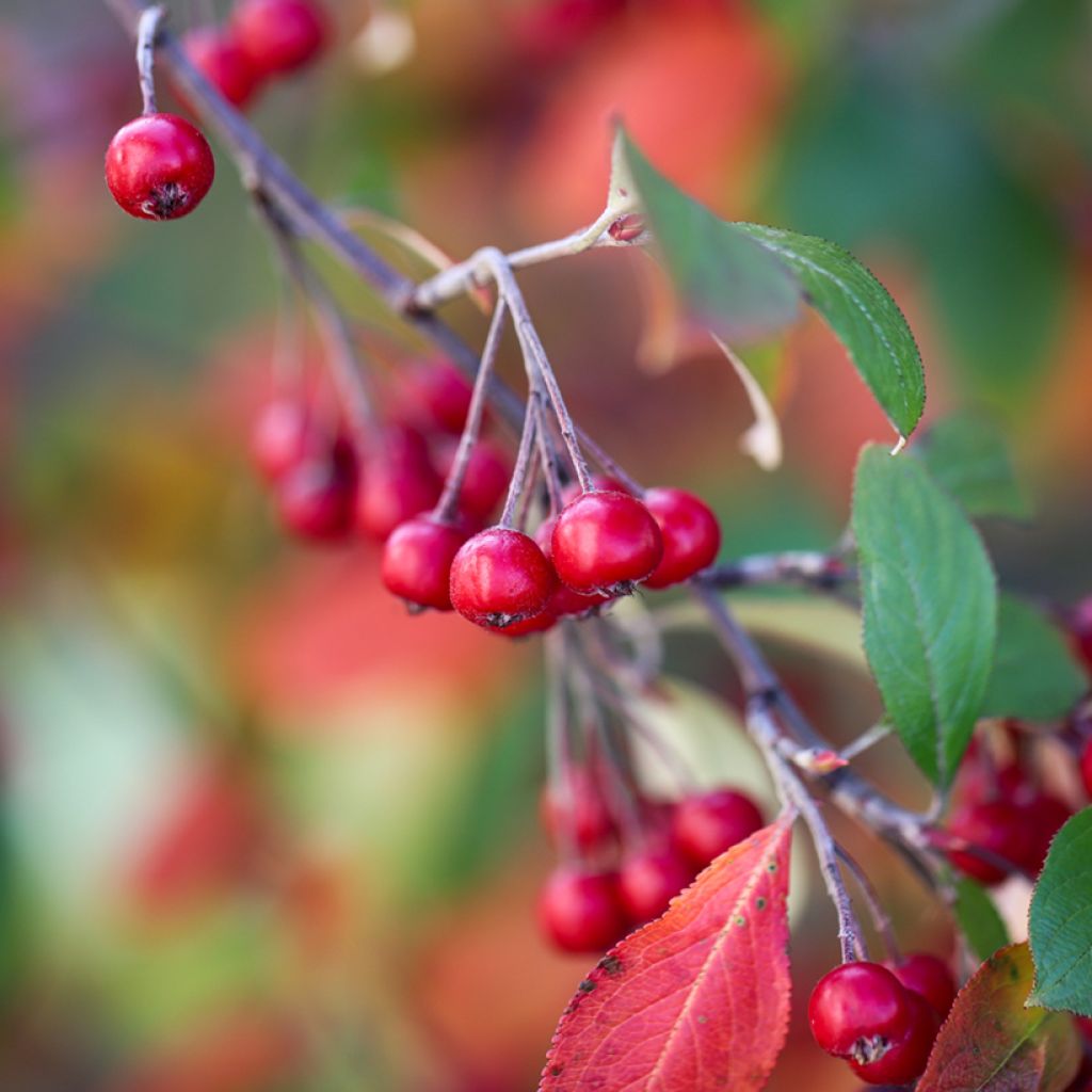 Aronia arbutifolia Brilliant