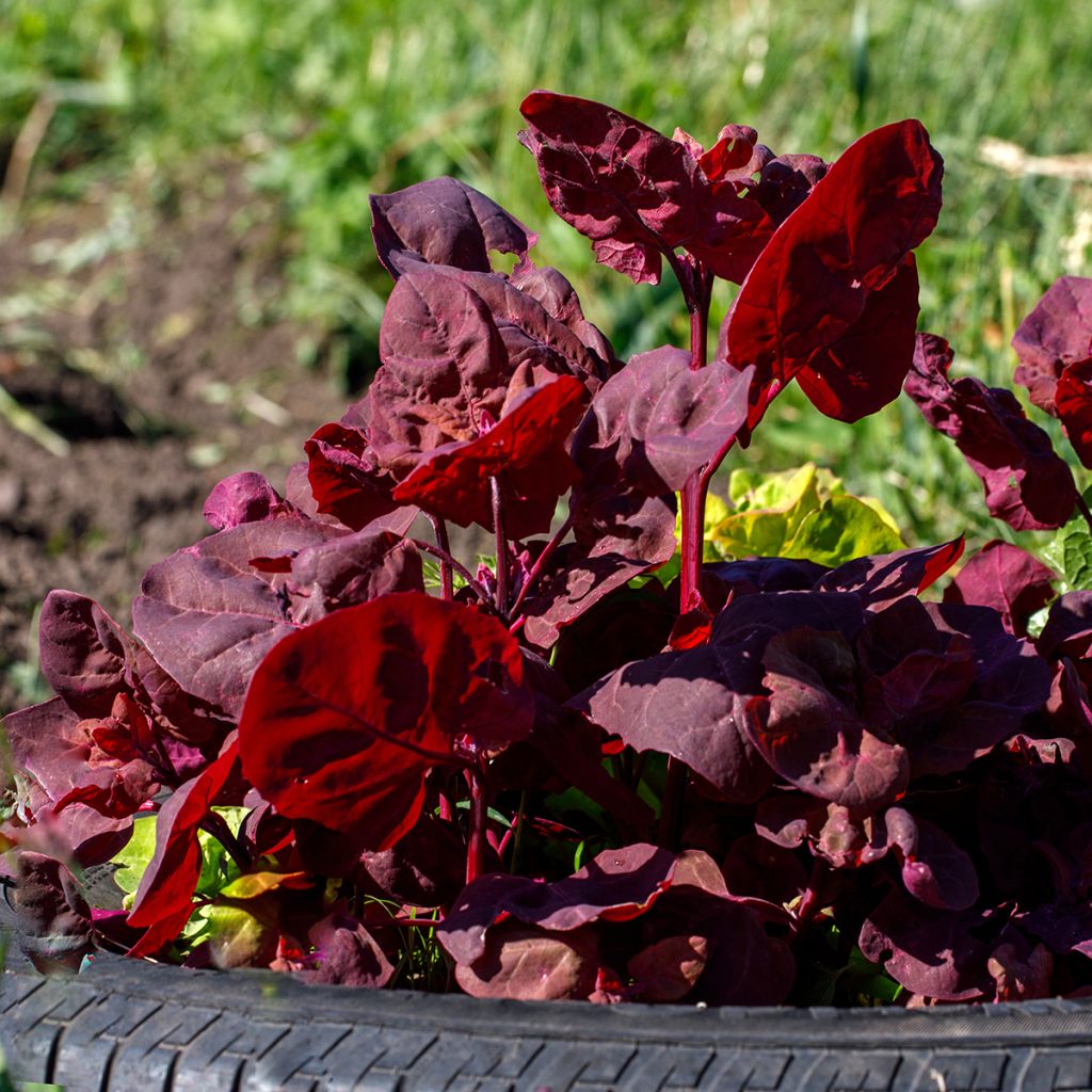 Arroche rouge