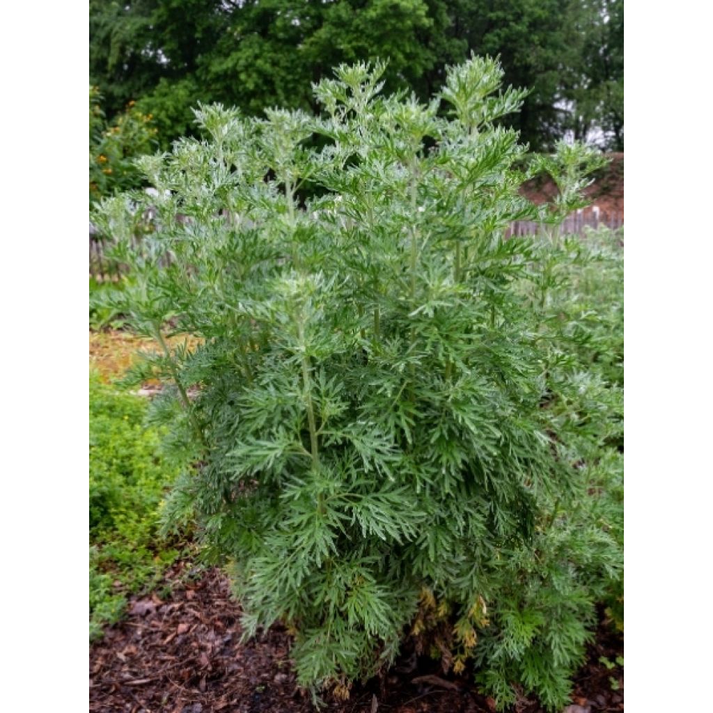 Absinthe - Artemisia absinthium