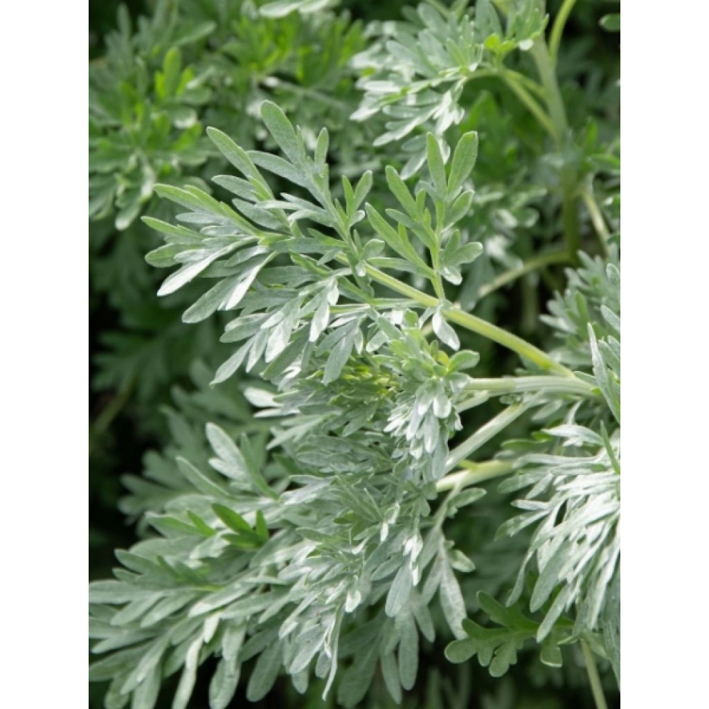 Absinthe - Artemisia absinthium