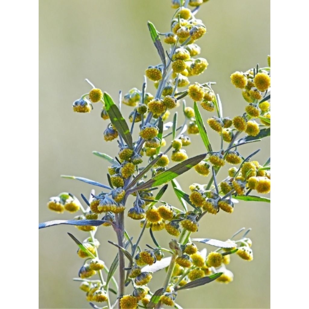 Absinthe - Artemisia absinthium
